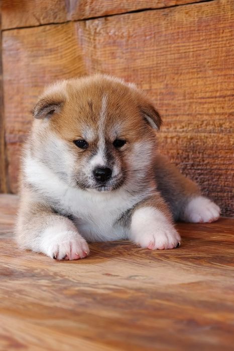 Akita FCI ZKwP po Championie