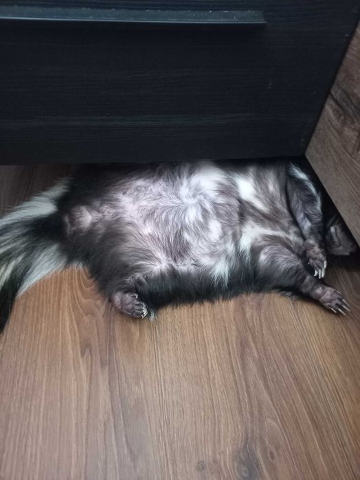 Sprzedam samice skunksa