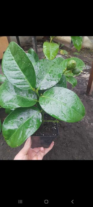 Кімнатний лимон київський