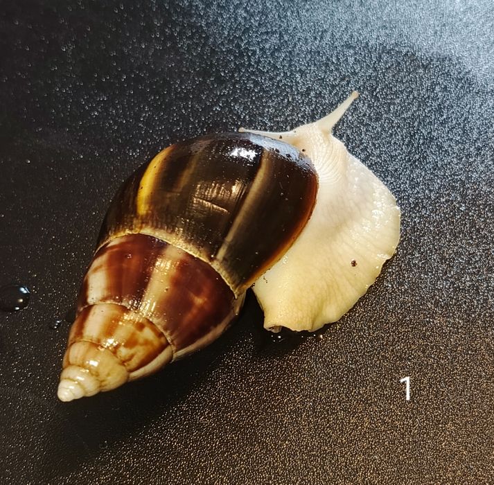 Lissachatina fulica albino body