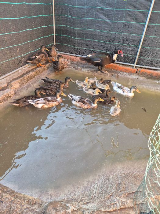 Patos real  jovens