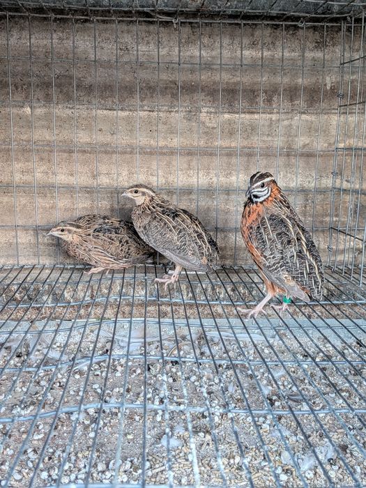 Codorniz Africana - Coturnix Delegorguei