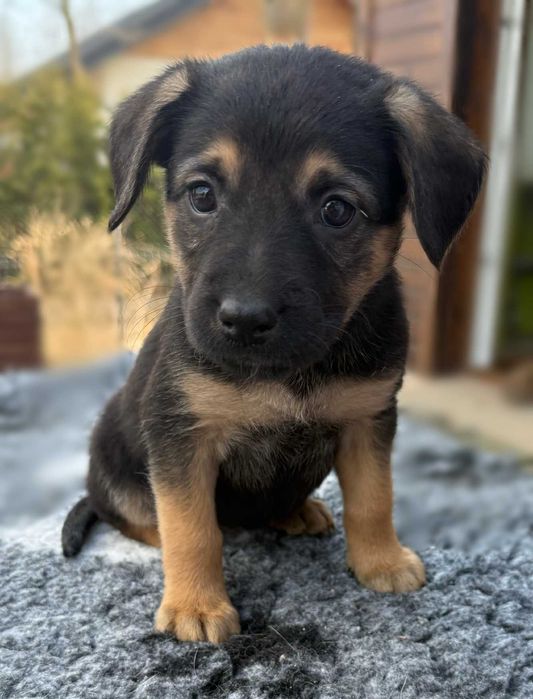 Szczeniak piesek Lord – oaza spokoju! Wychowany z 3 kotami i psami