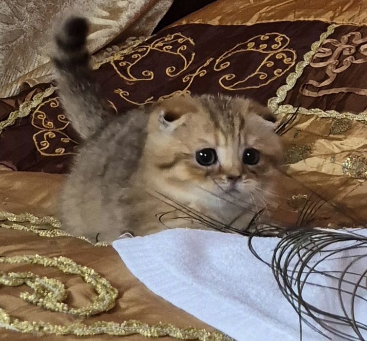 Віслоухе кошеня  золотої  шиншили