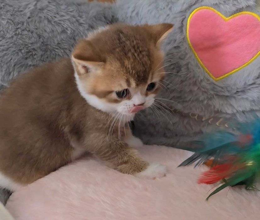 British Shorthair bicolor cinnamon com Lop