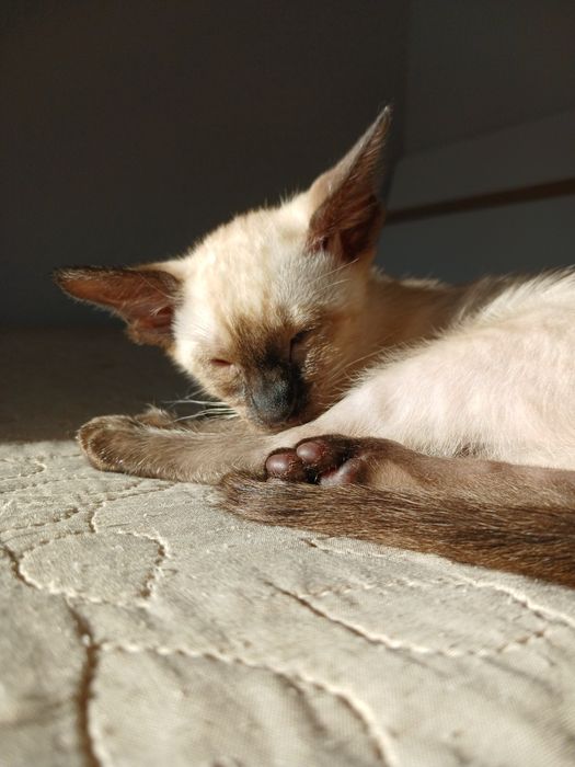 Сіамо-орієнтальна дівчинка