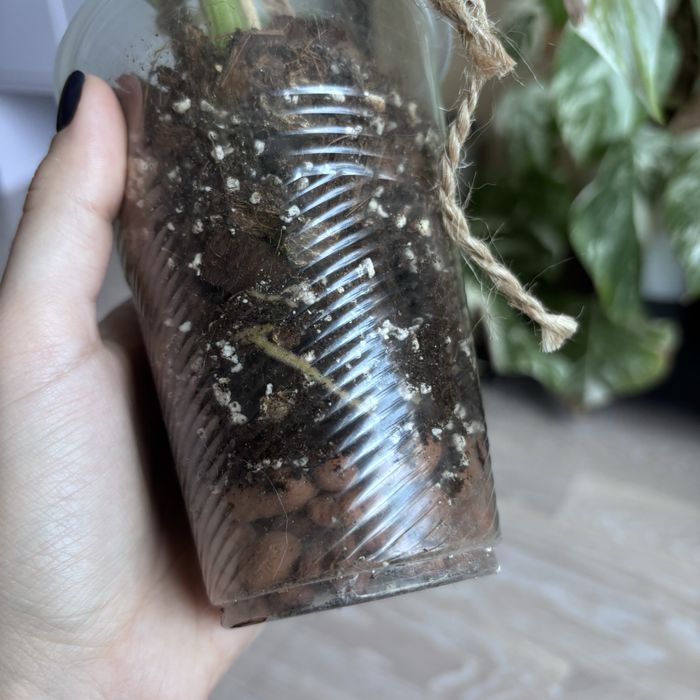 Монстера Альба на 3 листочка