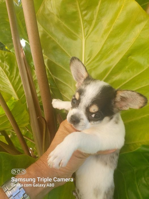 Lindo chihuahua machinho