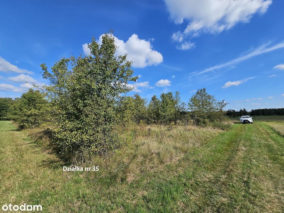Własne Miejsce W Puszczy Białowieskiej–Cisza, Natura I Off-Grid 0,56Ha