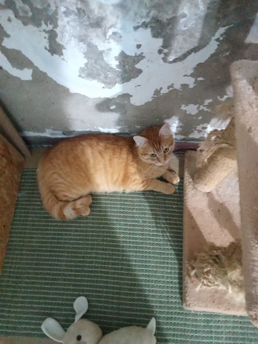 Gato jovem para adoção