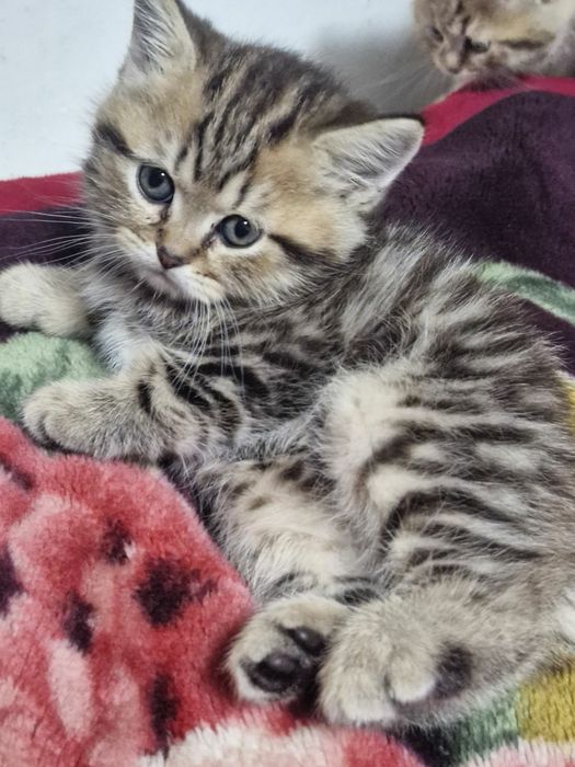 Продам шотландської породи котинят