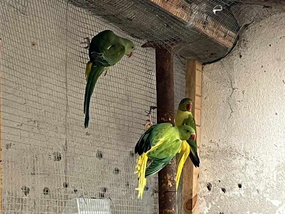 Femea Ring Neck verde violeta Cleartail Opalino