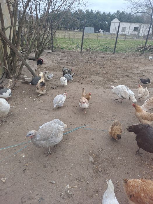 Indyczki zeszłoroczne różne kolory