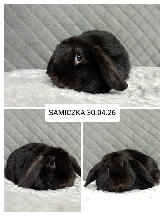 Królik miniaturka minilop mini lop