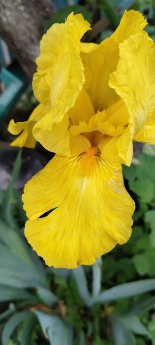 Іриси садові сортові високі 35 грн