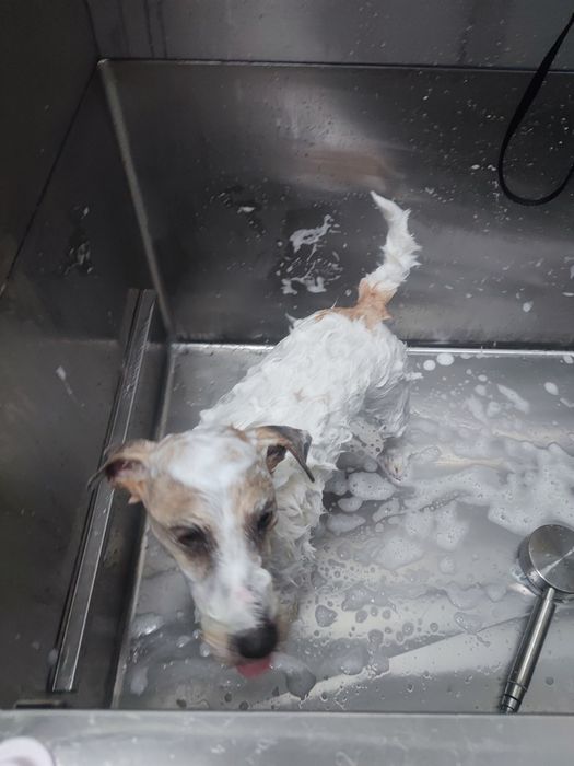 Hotel para cães.