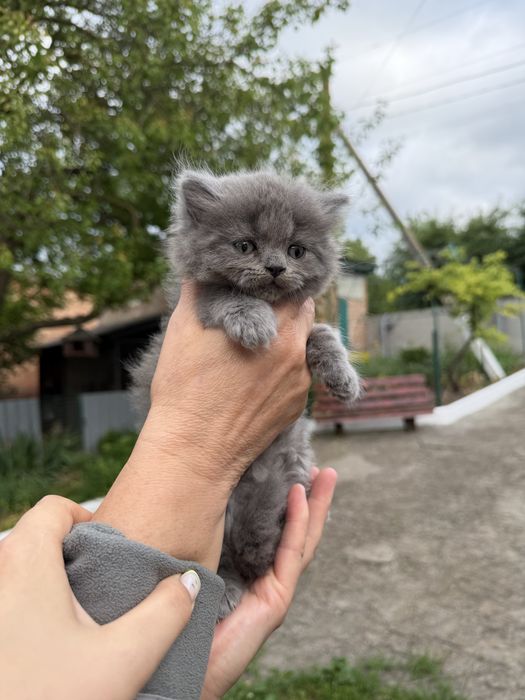Продам кошенят