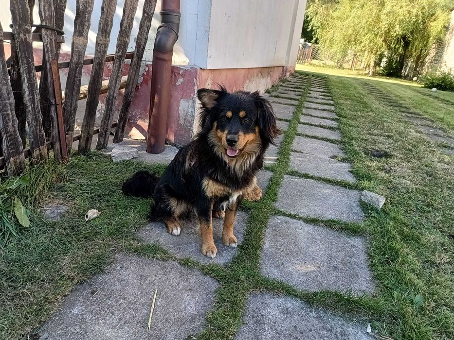 Oddam za darmo jednorocznego psa rasy owczarek