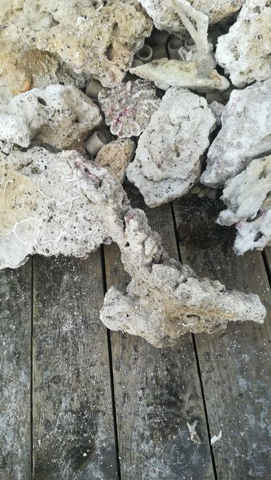 Skała koralowa do morskiego akwarium