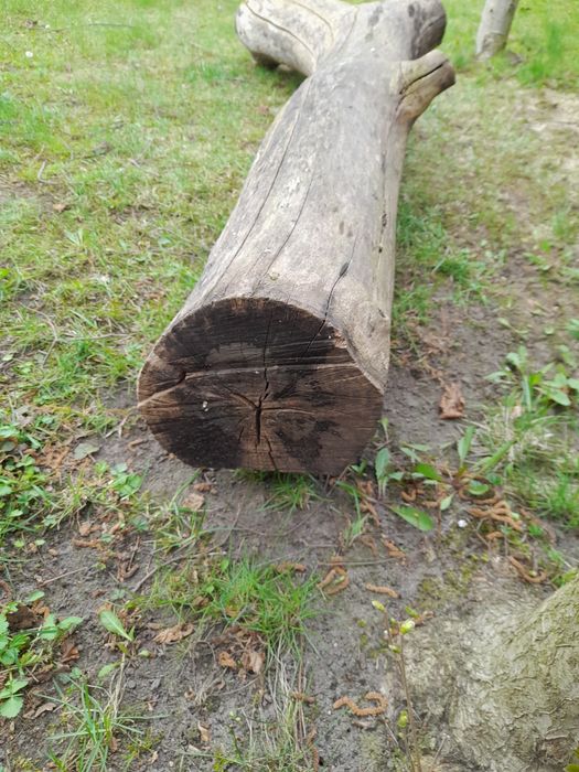 Sprzedam dwumetrowy konar orzecha włoskiego.