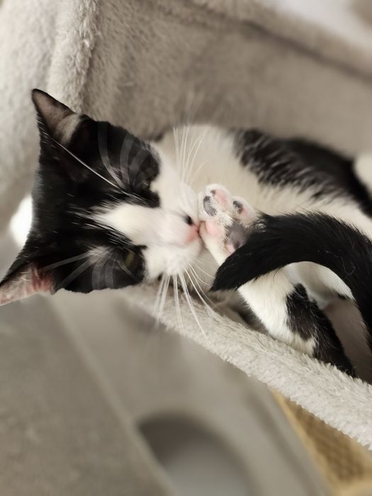 Mysio-Pysio kotek szuka domu adopcja Rybnik