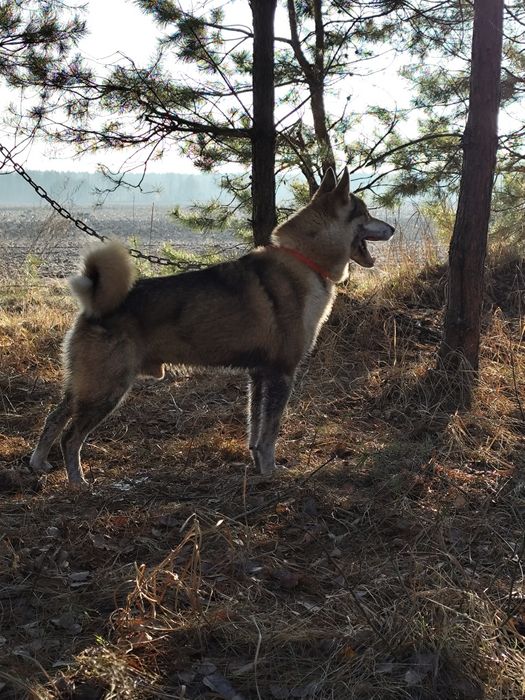 Кобель ЗСЛ (лайка) для в'язок