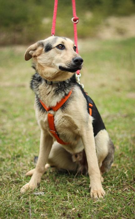 Szarik - Nieśmiały pies szuka domu / do adopcji