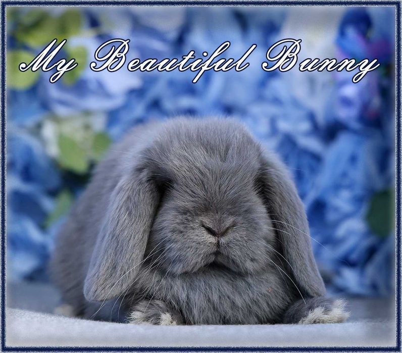 Piękny Królik Mini Lop - Niebieski
