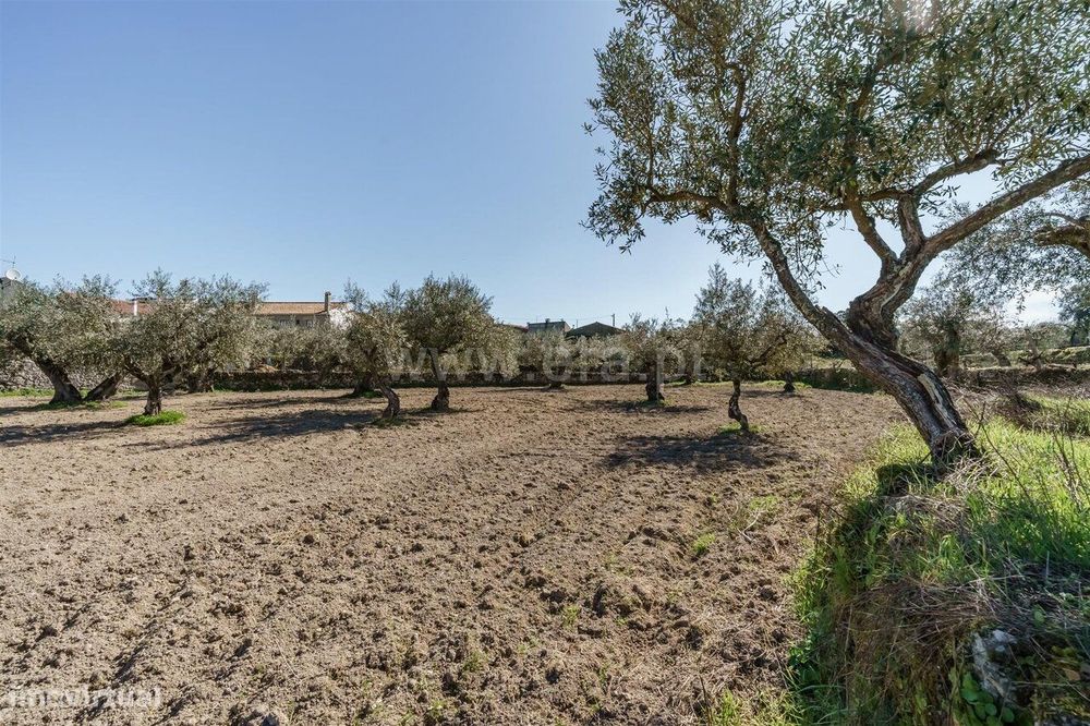 Terreno / Fundão, Martianas