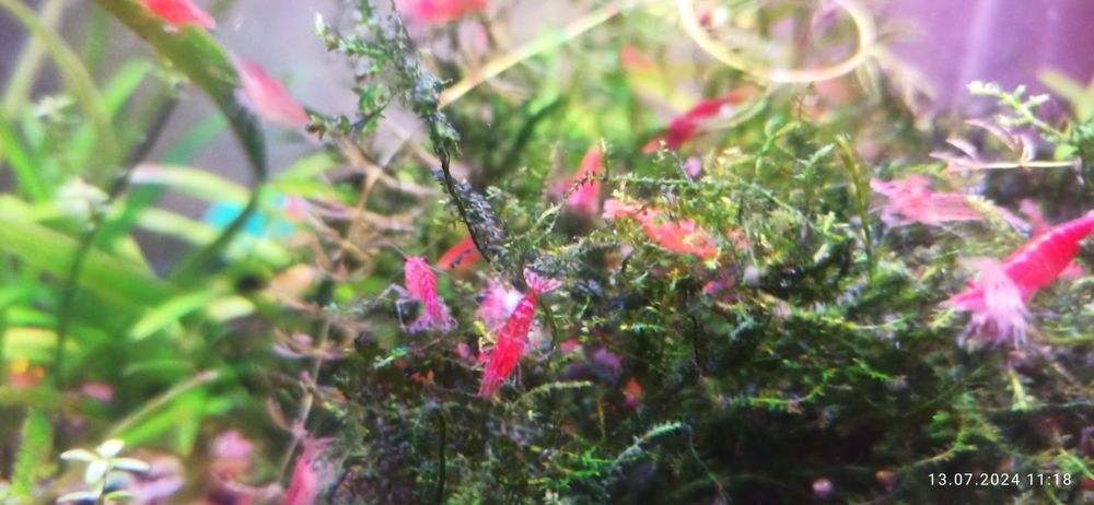 Неокардини червоні.