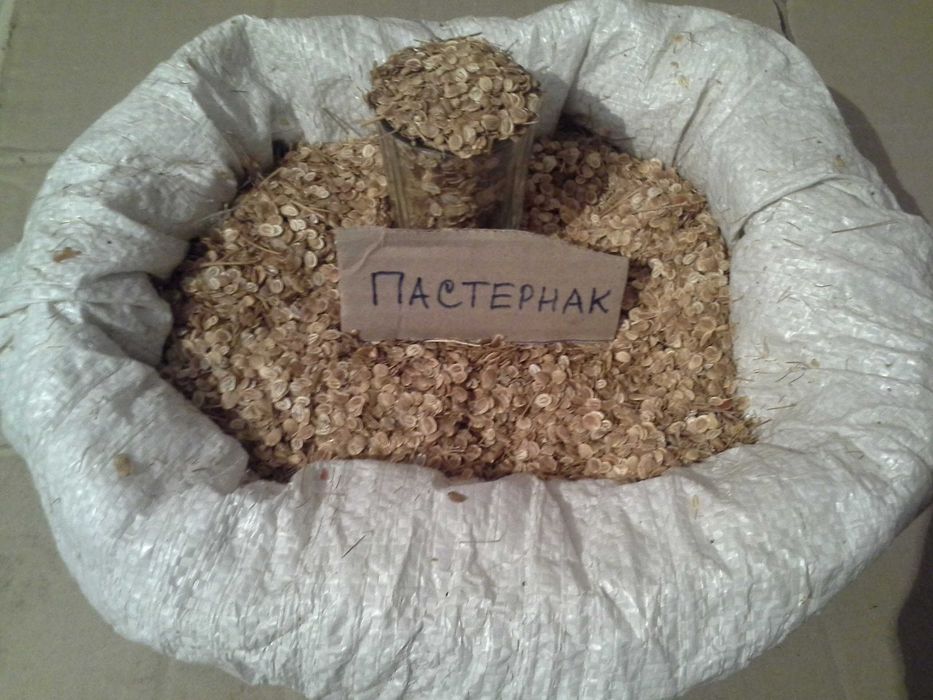 Насіння лікарських та пряно-ароматичних культур, петрушка, кріп інші.