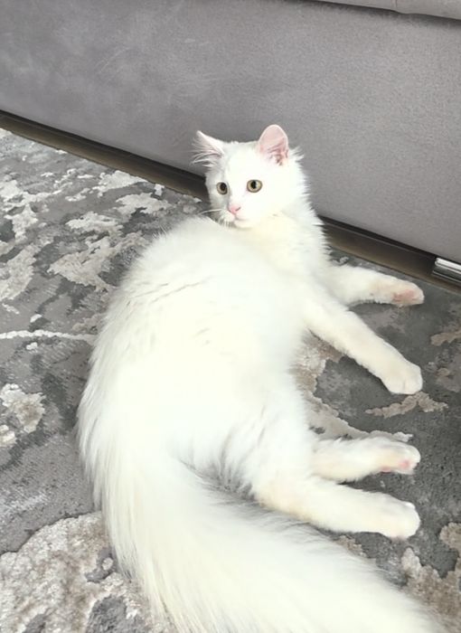 Подарую   котика