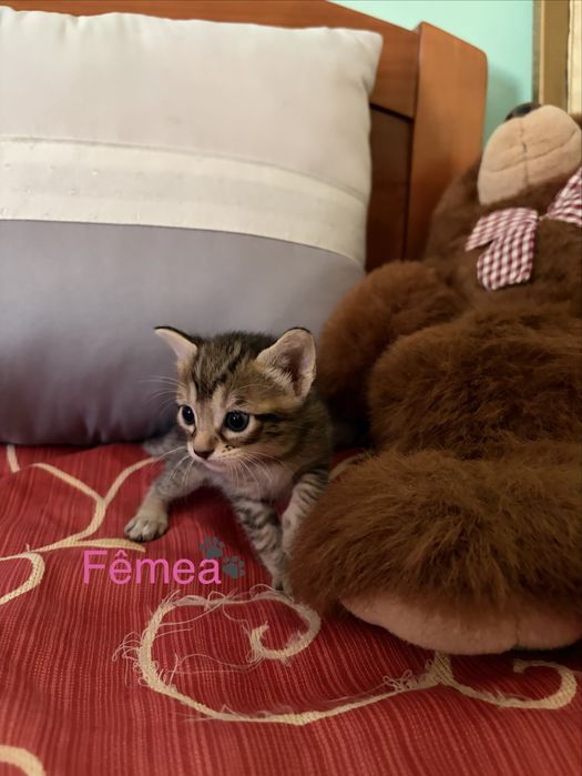 Gatinhos para adoção responsável
