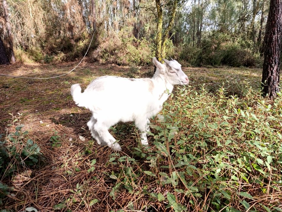 Cabritos Criado Leite