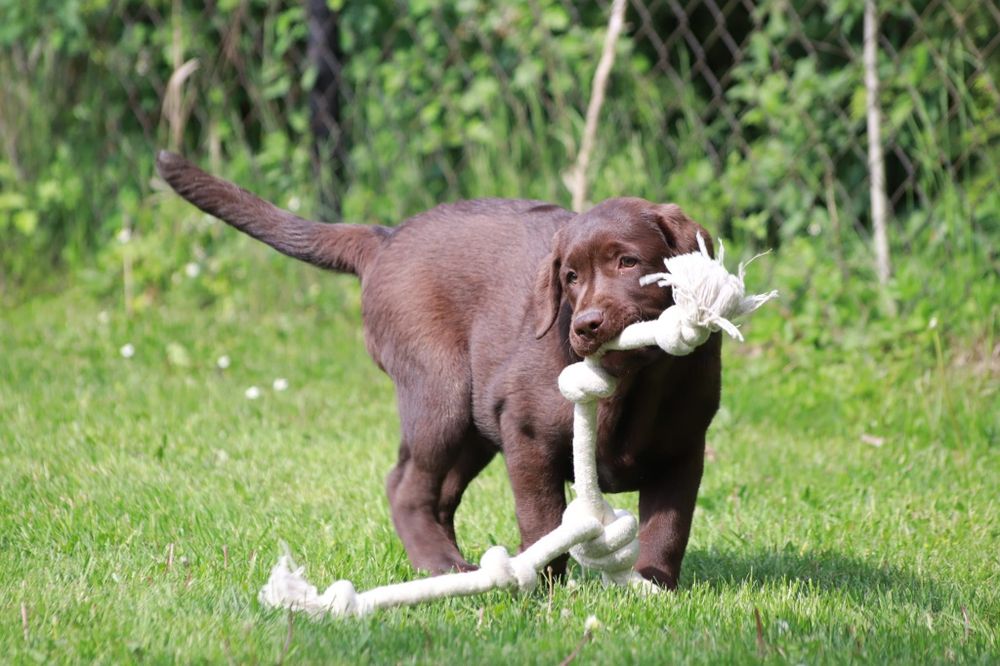 Labrador Retriever - (FCI)