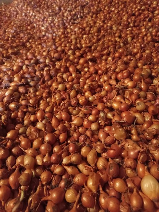 Продам лук севок 2025 года урожай.