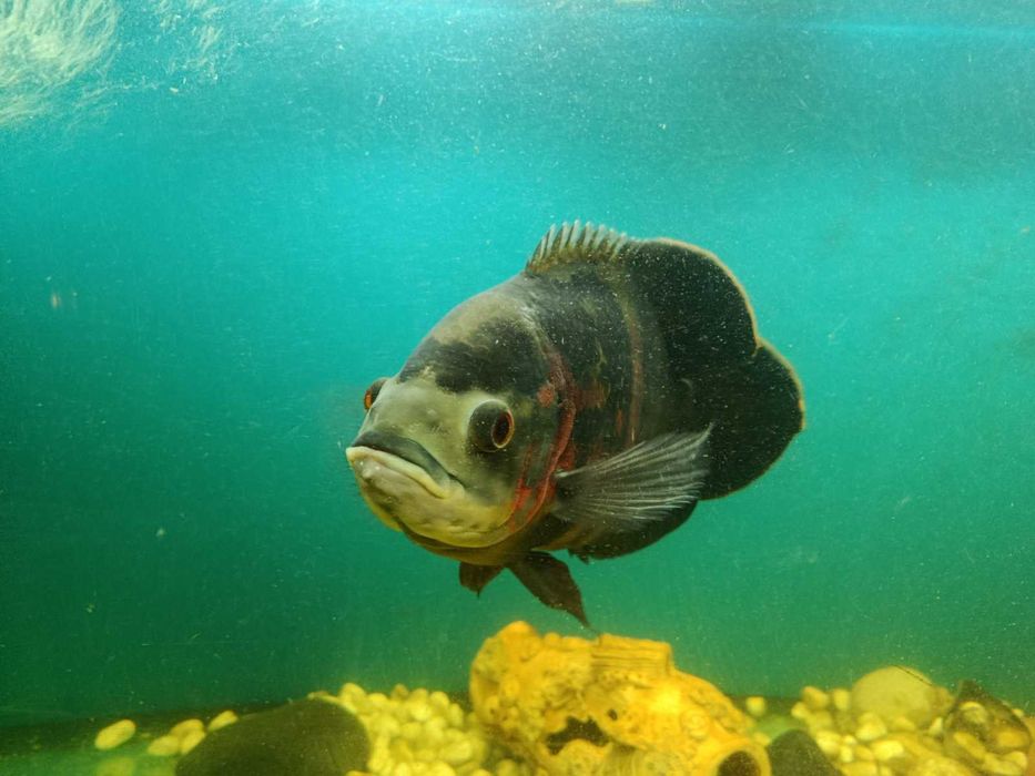 Астронотус (голубой оскар)