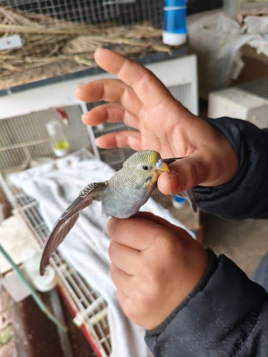 Casal de piriquitos arco-íris (irmãos )