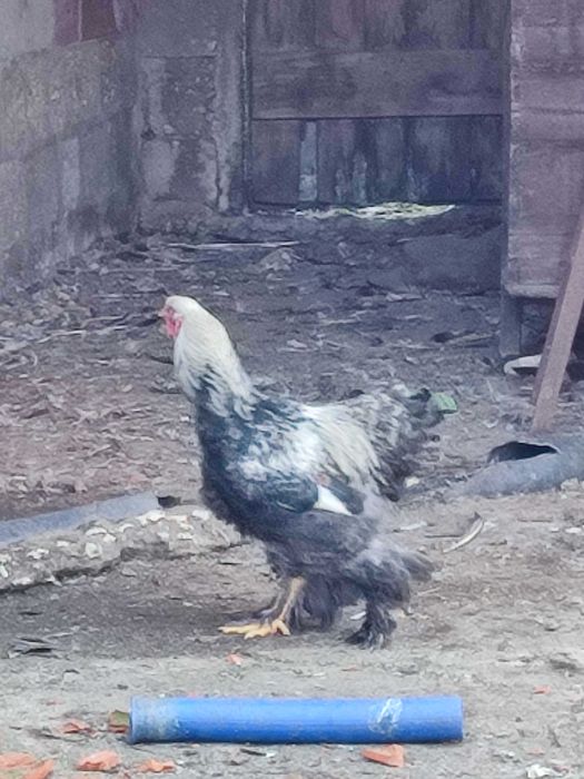 Galo Brahma Dark 2025