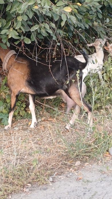 Продаю коза срочно