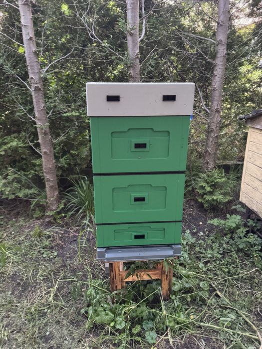 Sprzedam 4 ule wielkopolskie Łysoń z pszczołami