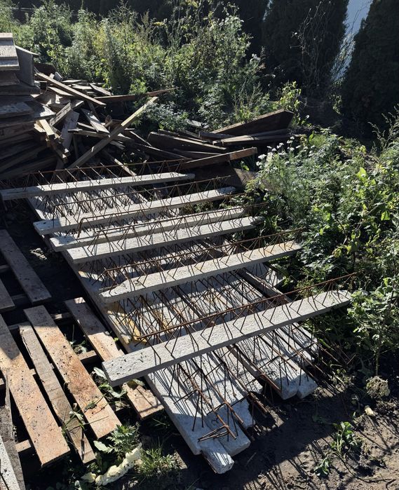 Sprzedam belki tropowe teriva