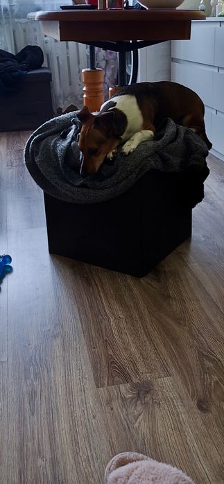 Oddam suczkę za darmo