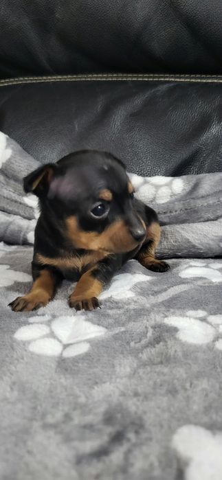 Pinscher meiguinho