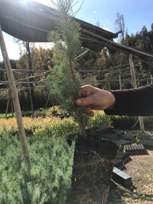 Pinheiro Manso Ornamental