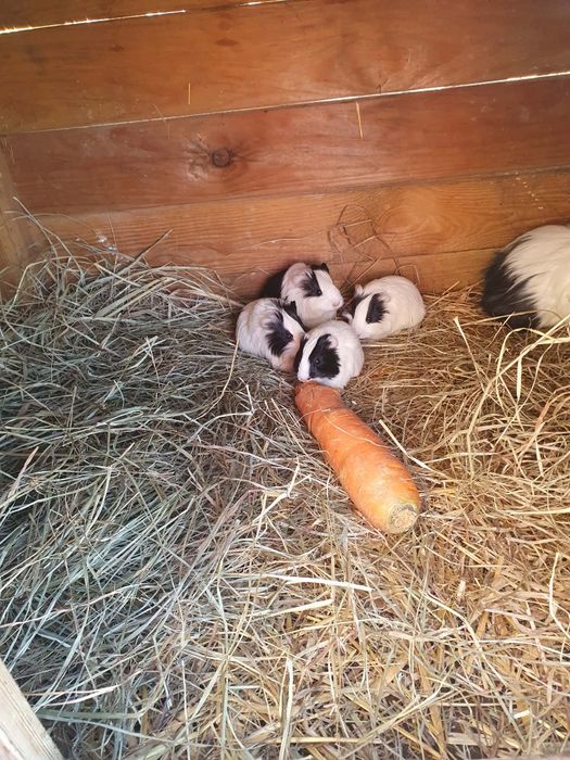 świnki morskie Młode