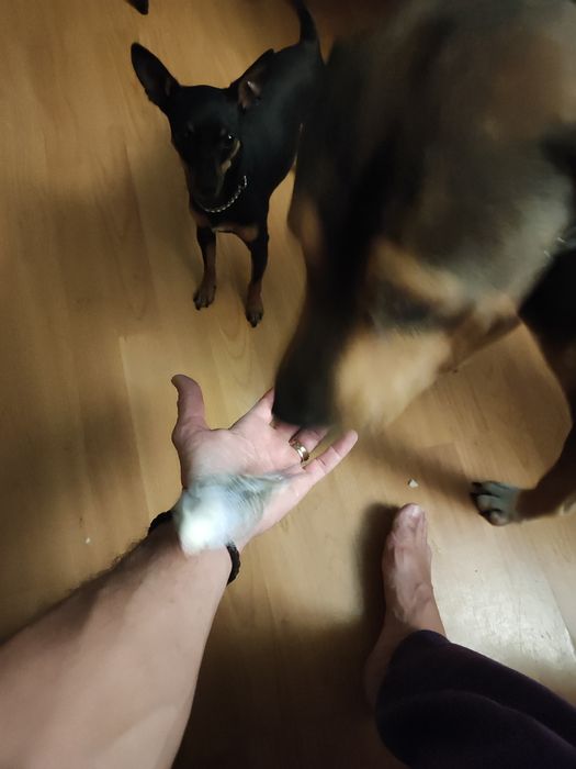 Periquitos Australianos