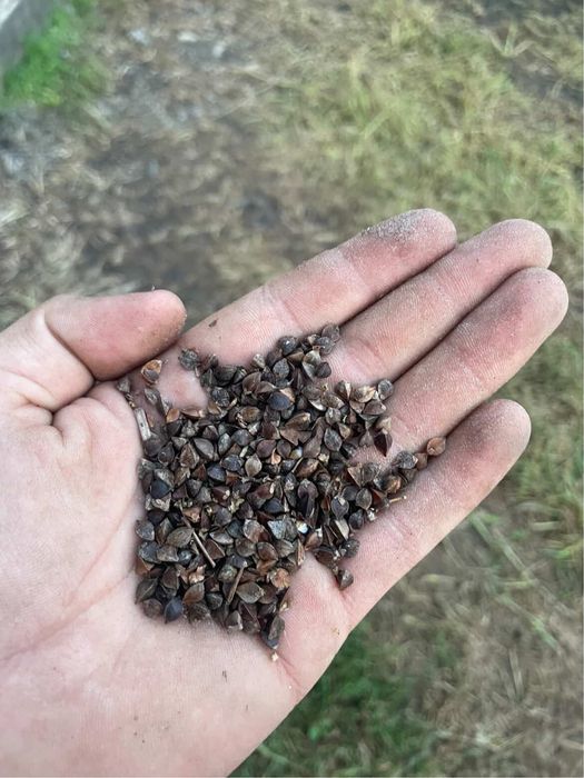 Продам насіння гречки