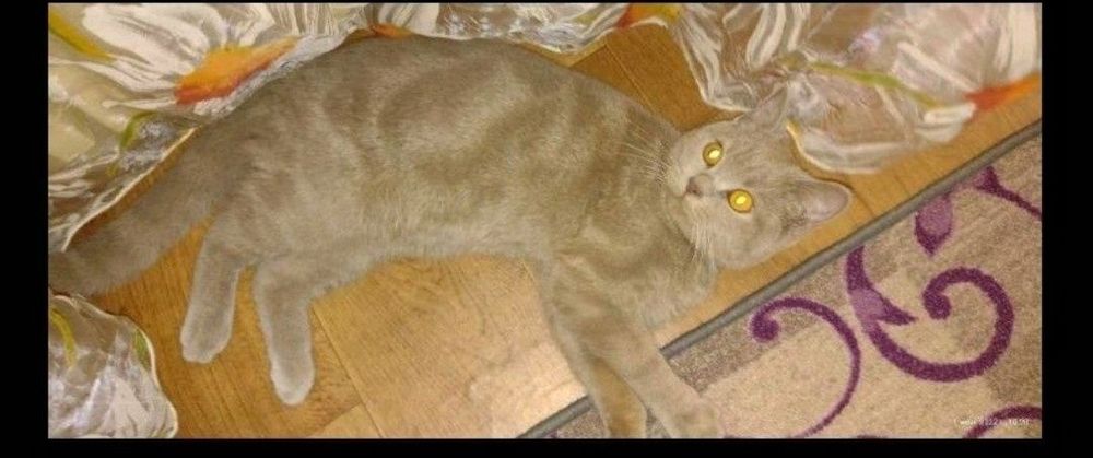 Скотіш страйт запрошує на в'язку