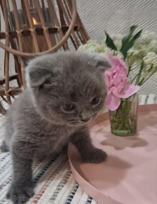Шотландські кошенята
